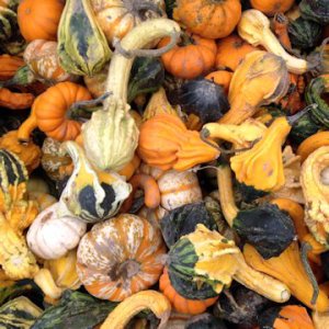 gourds for Halloween